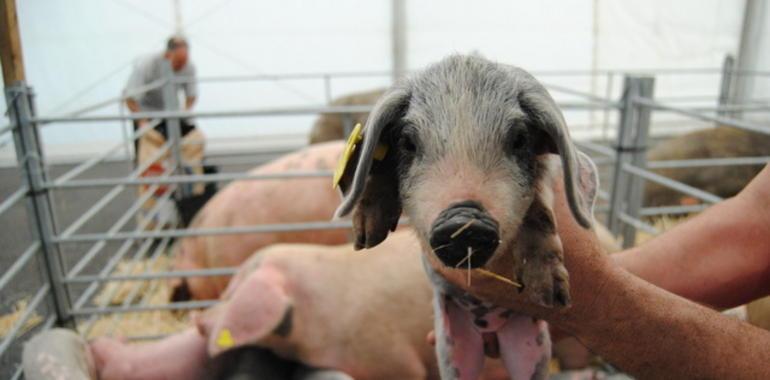 Los gochos más guapos, y más sabrosos, del mundo ya están en Agrosiero