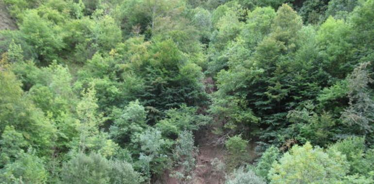 Denuncian un vertido de EDP al río Saliencia, en pleno Somiedo
