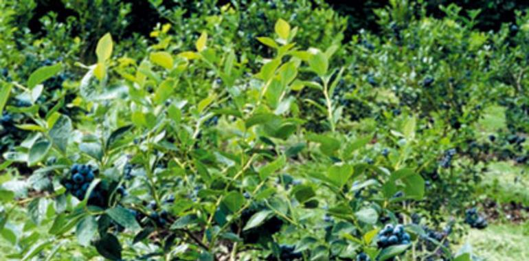 El SERIDA participa en el Vegetal World Congress & Exhibition sobre cultivos emergentes