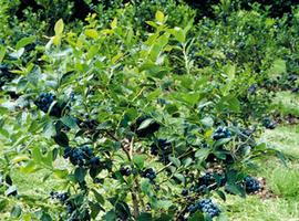 El SERIDA participa en el Vegetal World Congress & Exhibition sobre \cultivos emergentes\