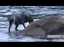 La tierna amistad entre la perrita Belle y el elefante Buble (VÍDEO)