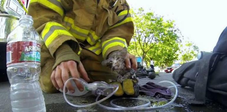 Un pequeño gatito salvado de la muerte por un bombero con buena vista VIDEO