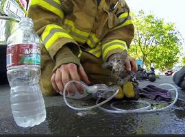 Un pequeño gatito salvado de la muerte por un bombero con buena vista VIDEO