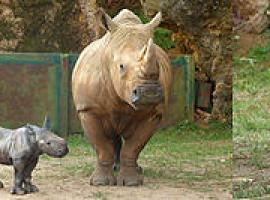 Nace un rinoceronte macho en Cabárceno
