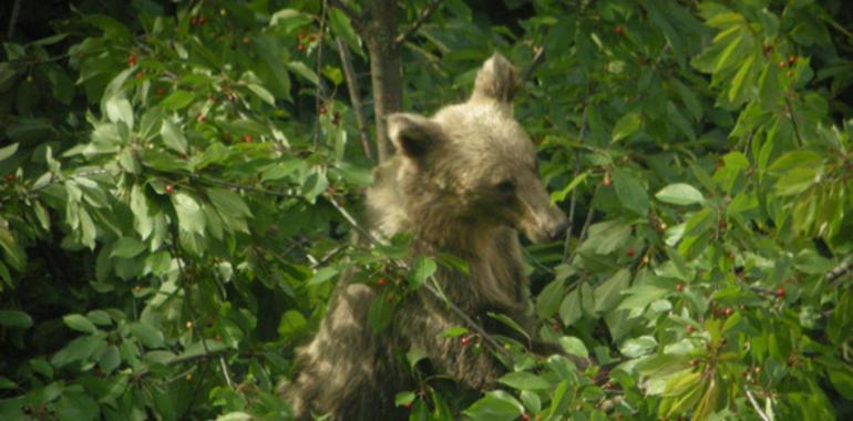 El MARM inicia las obras del “Camino Natural de la Senda del Oso. Tramo Santa Marina-Ricabo (Quirós)”