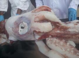 El calamarón de Merón murió asesinado por un congénere monstruosu