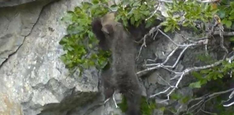 Trasladada a Sobrescobio la osezna rescatada en Cangas del Narcea