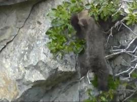 Trasladada a Sobrescobio la osezna rescatada en Cangas del Narcea