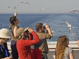 Más de 500 actividades para celebrar el Día de las Aves en España