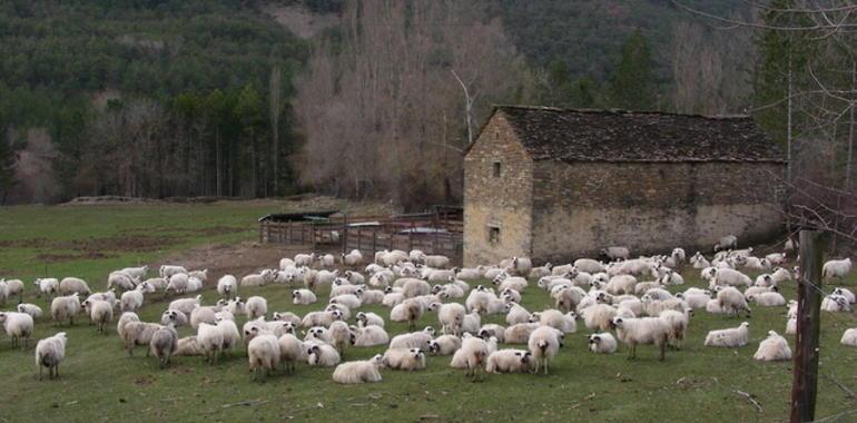 Plan de protección de las razas autóctonas de vacuno y ovino del Pirineo aragonés