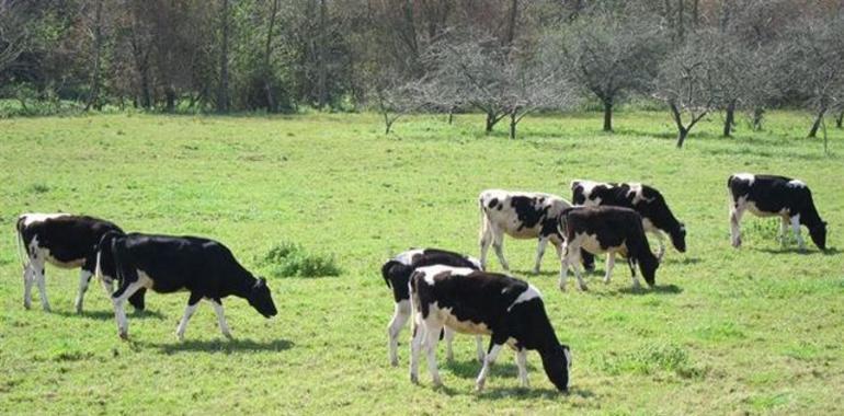 Especialistas en gestión agroforestal debaten sobre la PAC en Santalla de Oscos