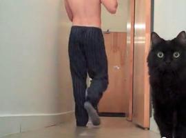 Un gato demuestra ser todo un mago del suspense
