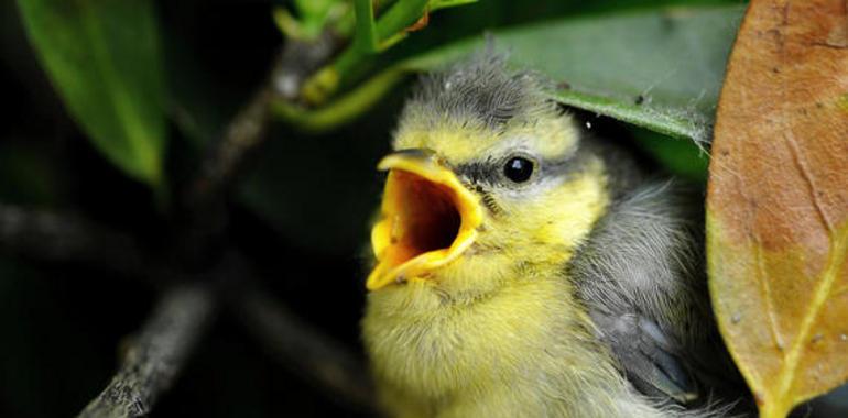 Los árboles envían señales de auxilio a las aves cuando los insectos les atacan