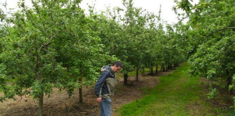 Nuevas variedades de manzana, de cosecha abundante sin vecería y más resistentes