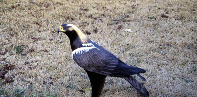 El águila imperial supera las 400 parejas en la Península 