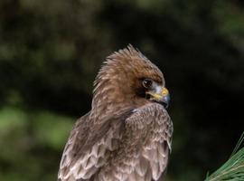 La insularidad vuelve sedentarias a las aves migratorias de gran tamaño