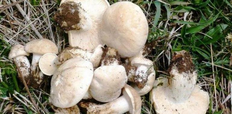 Les 15 setes asturianes más conocíes