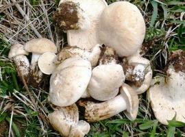 Les 15 setes asturianes más conocíes