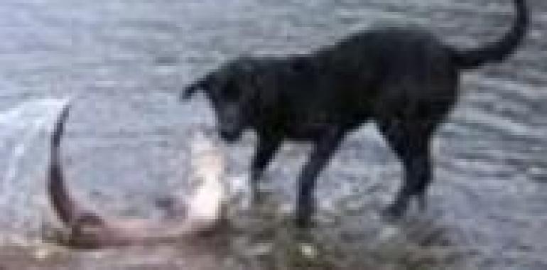 ¡Perro muerde a tiburón! el vídeo que están viendo millones de personas en Youtube