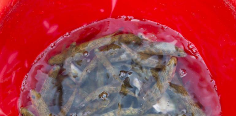 Liberadas 3.790 crías de salmón para recuperar la especie en la cuenca del Bidasoa 