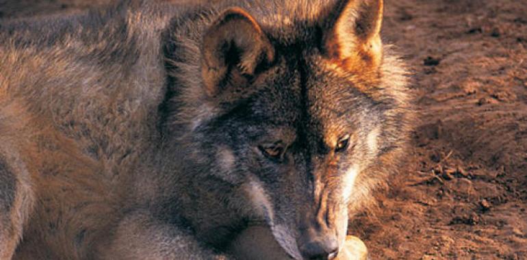 32 lobos abatidos en Asturias durante el año