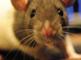 Oviedo: Denuncian que las ratas campan a sus anchas por la ciudad