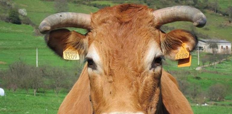 Foro califica de "auténtico despropósito" el aumento del coste de los crotales del ganado
