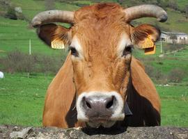 Foro califica de \"auténtico despropósito\" el aumento del coste de los crotales del ganado