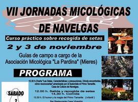 Navelgas celebra sus séptimas jornadas micológicas este fin de semana