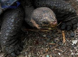 Galápagos: la joya natural que Ecuador preserva para el mundo