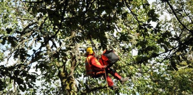 Rescatado un senderista herido de gravedad tras despeñarse en Muniellos