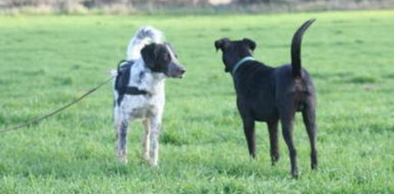 Los perros reconocen emociones entre sí según hacia dónde apunte el rabo
