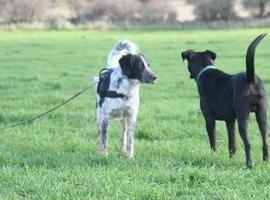 Los perros reconocen emociones entre sí según hacia dónde apunte el rabo