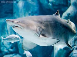 El acuario recibe al visitante 1.000.000