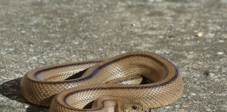 Investigan por qué las serpientes se electrocutan en las torres eléctricas