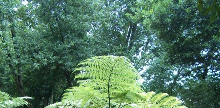 Futuro invernadero en el Jardín Botánico Atlántico