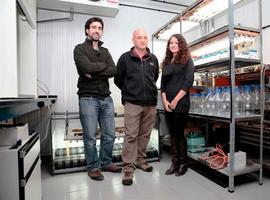 Investigadores asturianos desvelan el misterioso viaje de los percebes