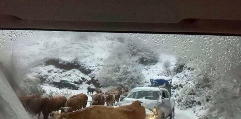 El frío y la nieve llegan a Asturias