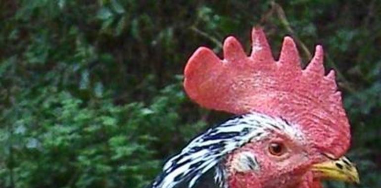 Candás ofrece la mayor exposición de Pita Pinta Asturiana, con 300 ejemplares