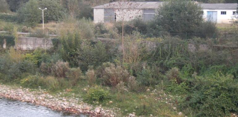 Piden más estudios antes de autorizar la cría de esturiones en el río Piloña