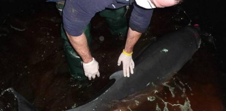 Liberado en el mar un cachalote pigmeo varado en Gijón