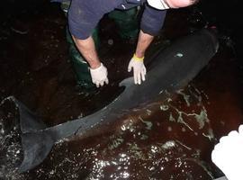 Liberado en el mar un cachalote pigmeo varado en Gijón