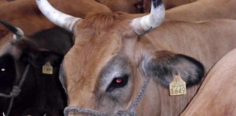 La protesta contra el lobo y los matos convertirá Oviedo en capital ganadera por un día