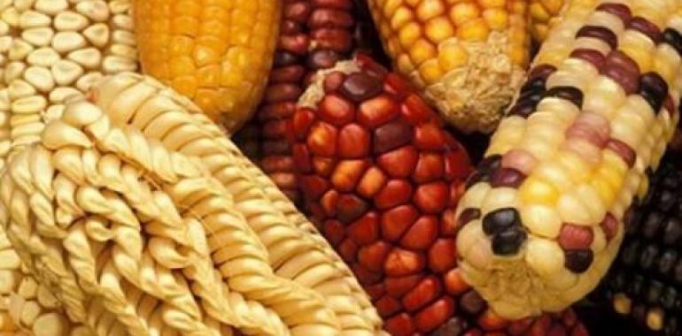 Paraguay busca revalorizar el uso de semillas nativas y criollas