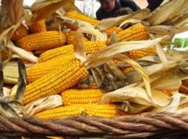 Fiesta del Maíz en el Botánico para los socios del Club de los Miruéndanos