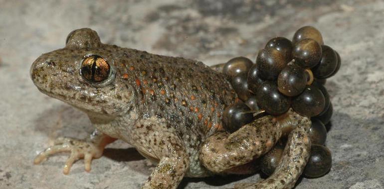 La enfermedad fúngica de los anfibios se acerca a su fin