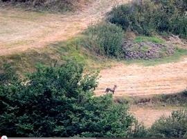 Perros con piel de lobo