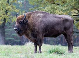 Bisontes y caballos prehistóricos vuelven a la vida en el Parque de Teverga 