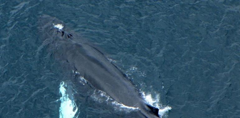 A caza da ballena nel occidente d’Asturias