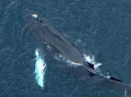 A caza da ballena nel occidente d’Asturias